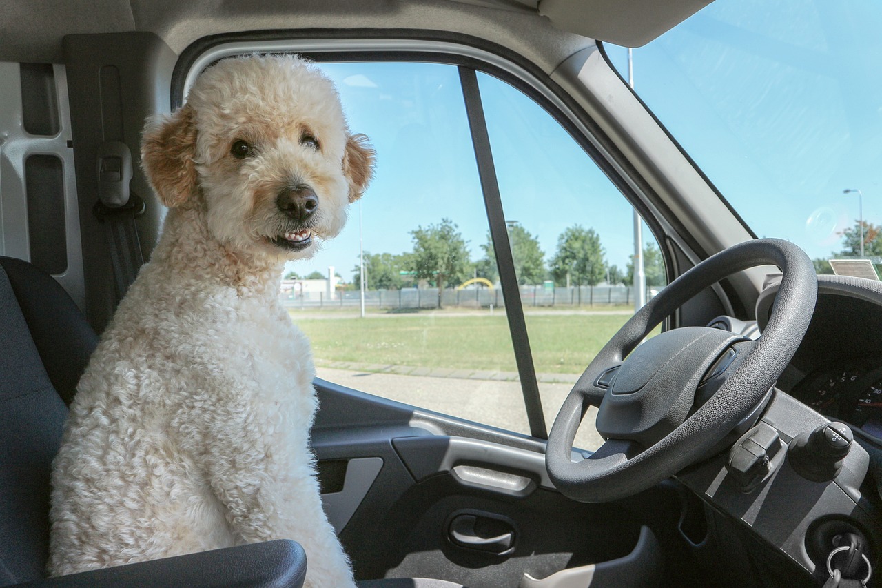 運転席に乗った犬