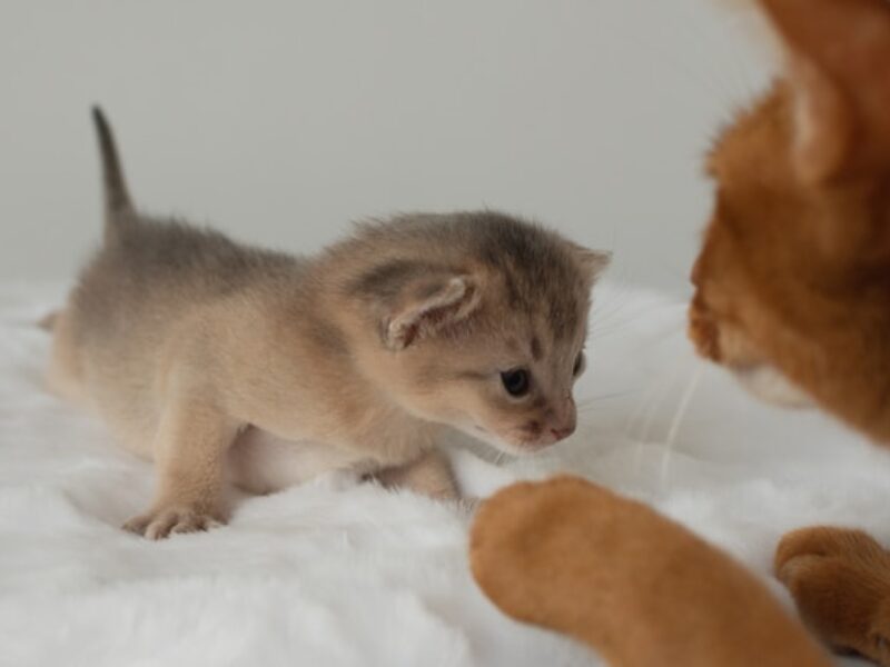 赤ちゃんが生まれたら、一枚敷きのエアウィーヴに変える方多数!